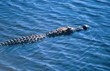 American Alligator