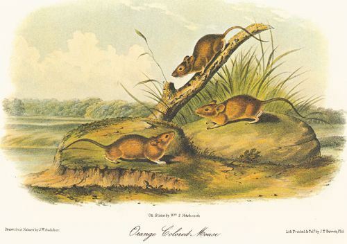 Orange Colored Mouse (Golden Mouse), Ochrotomys nuttalli, painted by John James Audubon