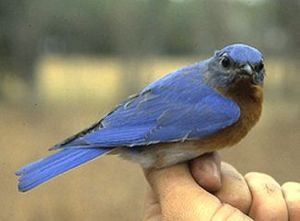 Eastern Bluebird, male