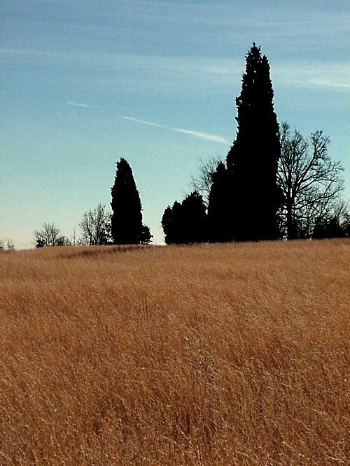 Broomsedge, Adropogon virginicus