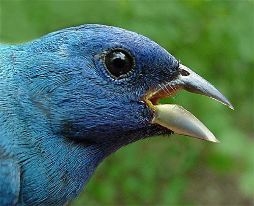 Guide to Get Indigo bunting bird house plans | free woodworking plans