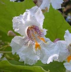 Blossom of southern catalpa, Catalpa bignonioides