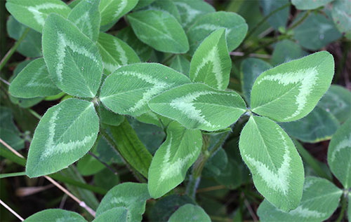 red leaf clover plant