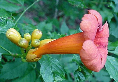Trumpet Creeper, Campsis radicans, flower & buds