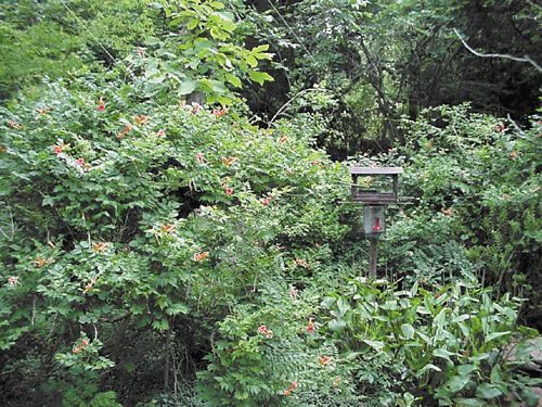 Trumpet Creeper, Campsis radicans, thicket with flowers