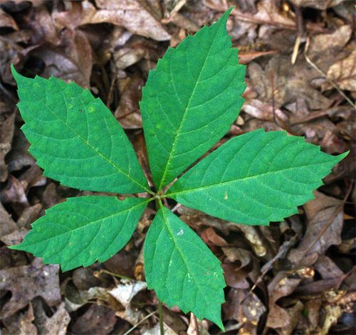 What Are The Examples Of Compound Leaves