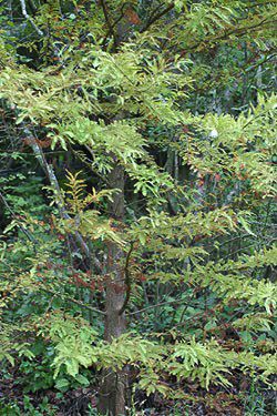 Bald Cypress, Taxodium distichum