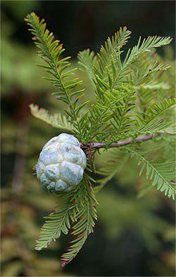 Bald Cypress, Taxodium distichum, cone