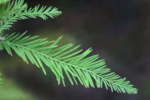 Bald Cypress, Taxodium distichum, leaf