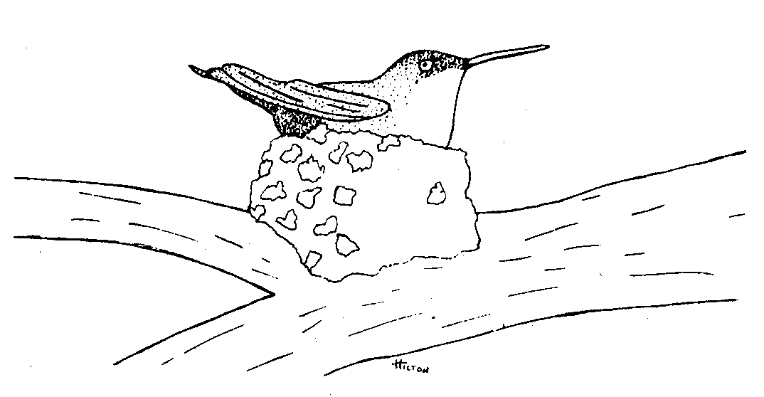 hummer drawing