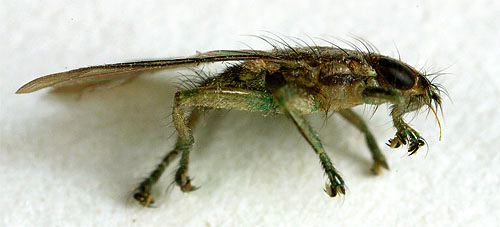 FlyHippoboscid02.jpg