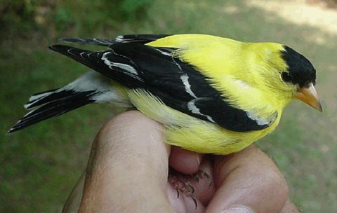 American Goldfinch (Carduelis tristis), breeding male