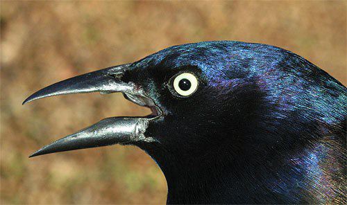 Here Come The Grackles Common Grackle Quiscalus Quiscula