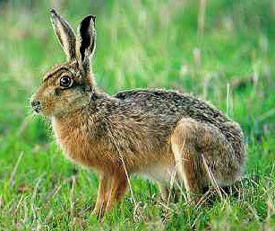 appalachian cottontail