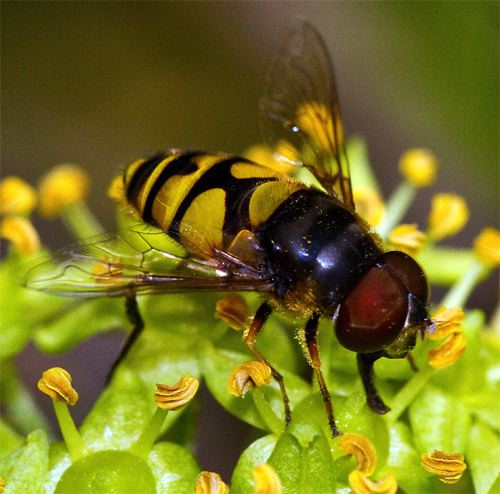 Bee Fly Pattern