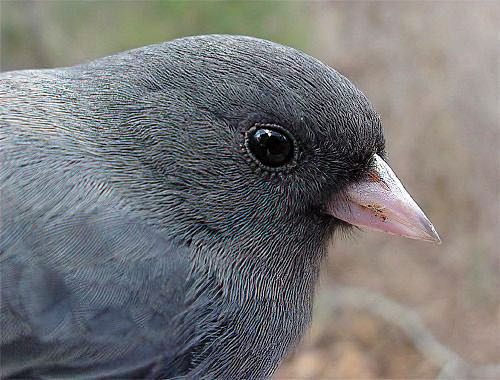 Dark-eyed Junco, Junco hyemalis