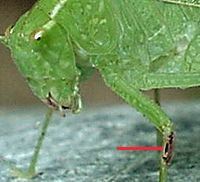 Bush Katydid female (ear)