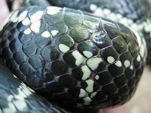 Common Kingsnake, Lampropeltis getulus, smooth scales