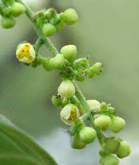 Carolina Moonseed, Cocculus carolinus, flowers