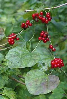 Carolina Moonseed, Cocculus carolinus, ripe berries & leaves