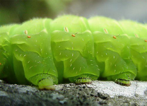 Giant Green Caterpillar
