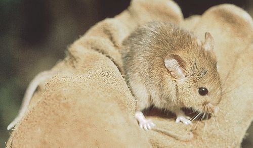 Golden Mouse, Ochrotomys nuttalli, juvenile