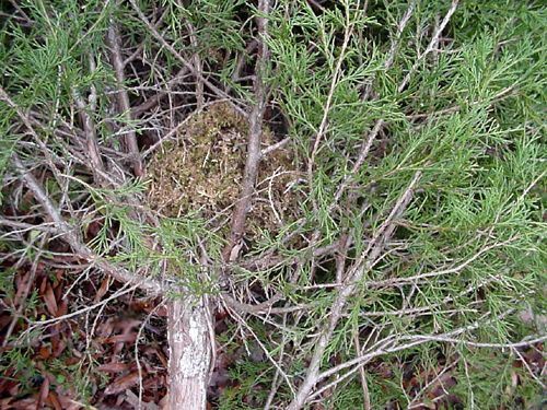 Golden Mouse, Ochrotomys nuttalli, nest in Eastern Red Cedar
