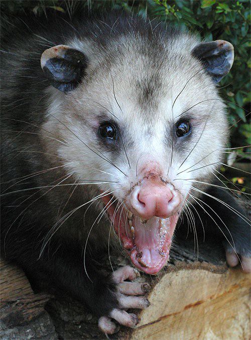 sick possum