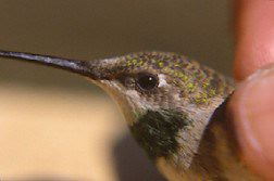 Color-marked hummingbird