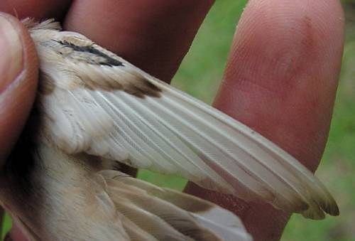 Wing of leucistic female Ruby-throated Hummingbird