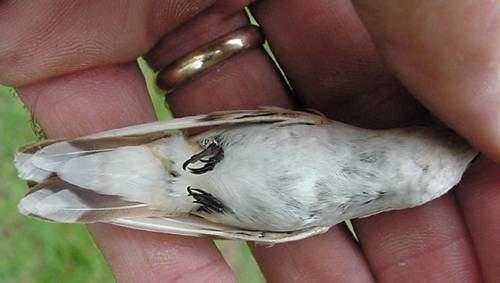 Leucistic female Ruby-throated Hummingbird