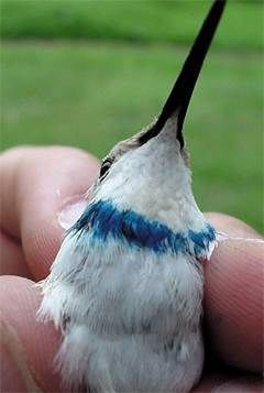 Leucistic female Ruby-throated Hummingbird showing color-mark