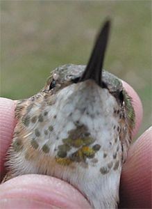 Rufous Hummingbird, Selasphorus rufus, adult female