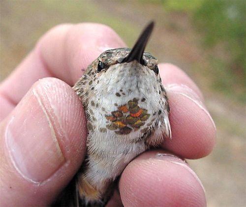 Rufous Hummingbird, Selasphorus rufus, adult female