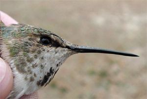 Rufous Hummingbird, Selasphorus rufus, adult female