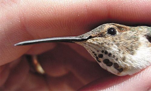 Rufous Hummingbird, Selasphorus rufus,adult female