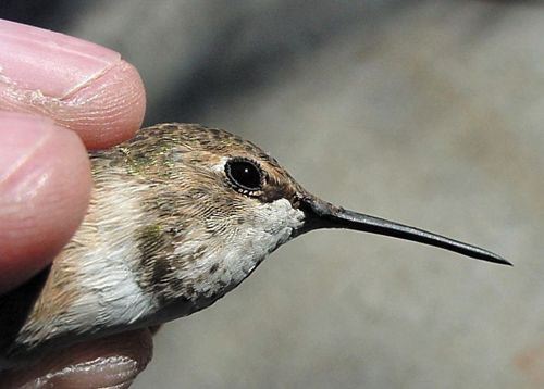 Rufous Hummingbird, Selasphorus rufus,adult female