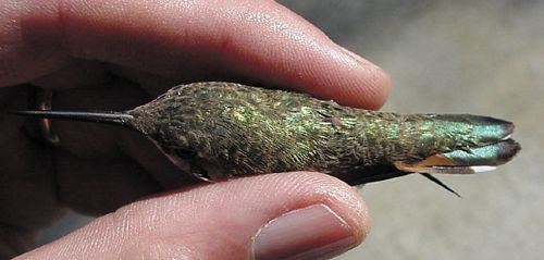 Rufous Hummingbird, Selasphorus rufus,adult female