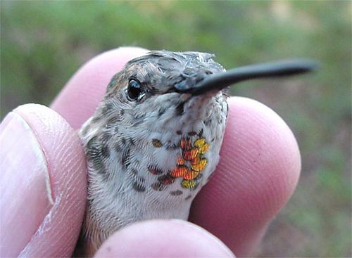 Rufous Hummingbird, Selasphorus rufus, adult female