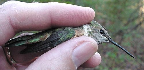 Rufous Hummingbird, Selasphorus rufus, adult female