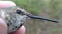 Rufous Hummingbird, Selasphorus rufus, adult female