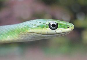 Rough Green Snake, Opheodrys aestivus, head
