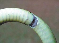 Rough Green Snake, Opheodrys aestivus, cloaca