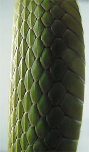Rough Green Snake, Opheodrys aestivus, keeled scales