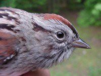 Nature: Swamp Sparrow