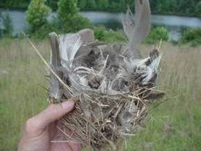 tree swallow nest