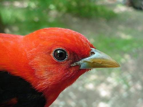 scarlet tanager (breeding male)