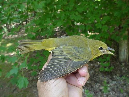 summer tanager (first-year male)