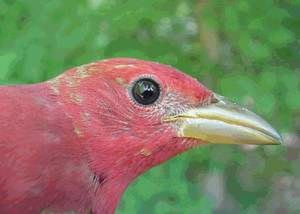 summer tanager (second-year male)