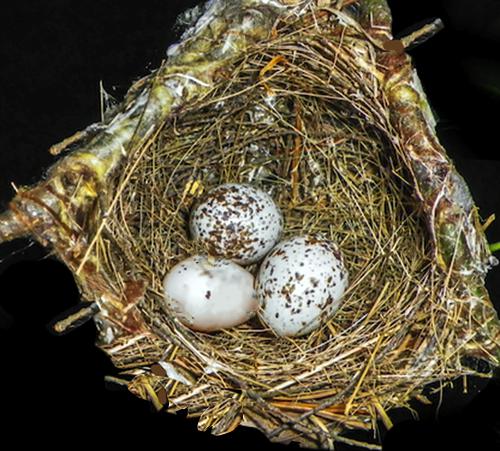 Nestwatch Carolina Wren Nestwatch